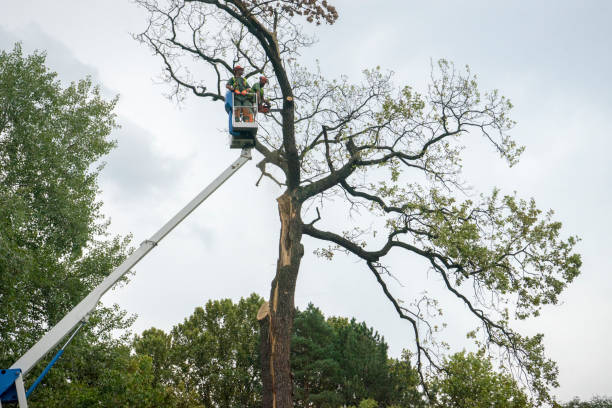 Best Landscape Design and Installation  in Glencoe, AL