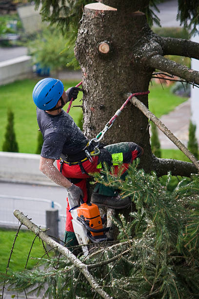 Best Root Management and Removal  in Glencoe, AL